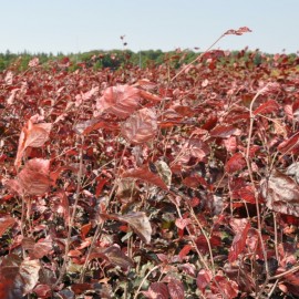 Fagus sylvatica 'Atropurpurea' 60-80 cm vanaf november leverbaar